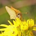 Essex Skipper (Thymelicus lineola) Alan Prowse